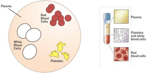 Diagram of components that make up blood (c) CCMB