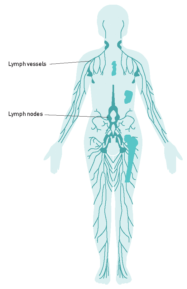 Diagram of Lymph Nodes and Vessels (c) CCMB