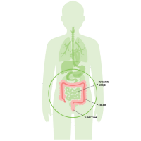 Anatomie du côlon dans un corps vert. Étiquettes indiquant rectum, intestin grêle, côlon (c) Action CancerCare Manitoba